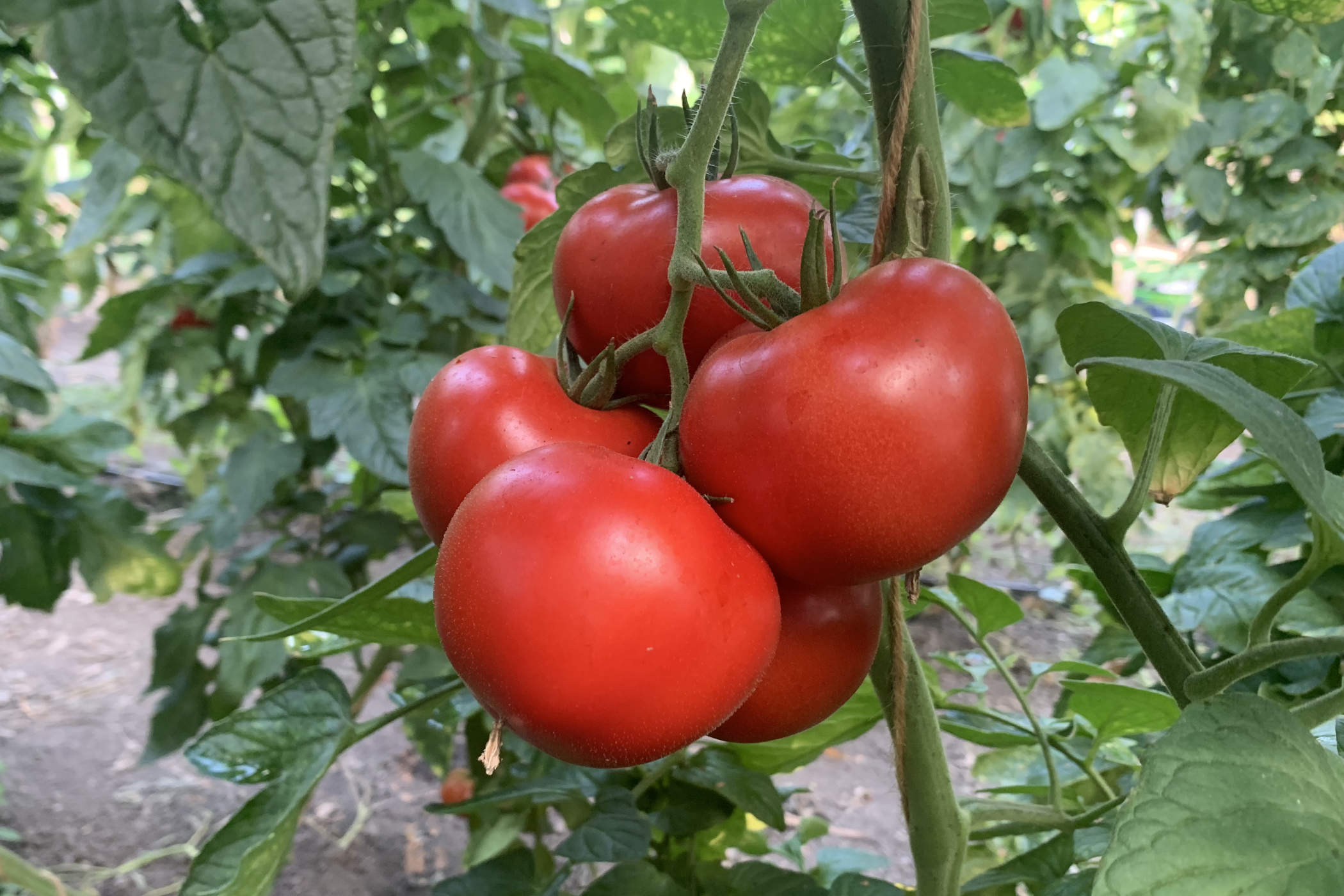 Tomaten aan een tomatenplant.